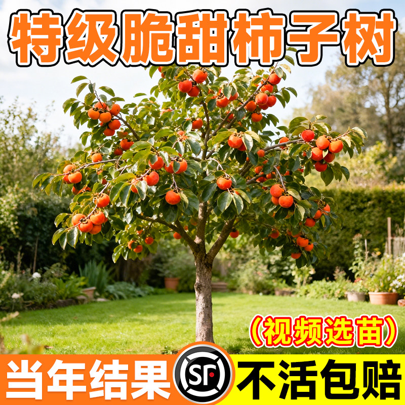 柿子树苗无核脆甜阳丰太秋甜柿特大嫁接老桩庭院别墅南北方种植树