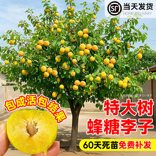 【全网热卖!】特大蜂糖李子树苗