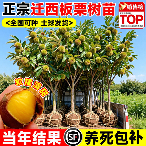 【诚信卖家】正宗板栗苗