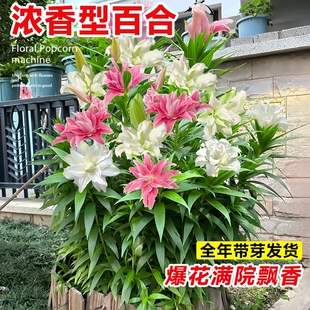 多头重瓣百合种球多年生多季节开花浓香带芽现挖庭院室内种植花卉