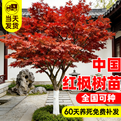 【爆款第一10万+】红枫树苗