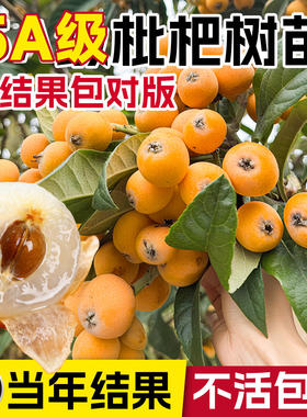 【平台推荐】5A级枇杷树苗