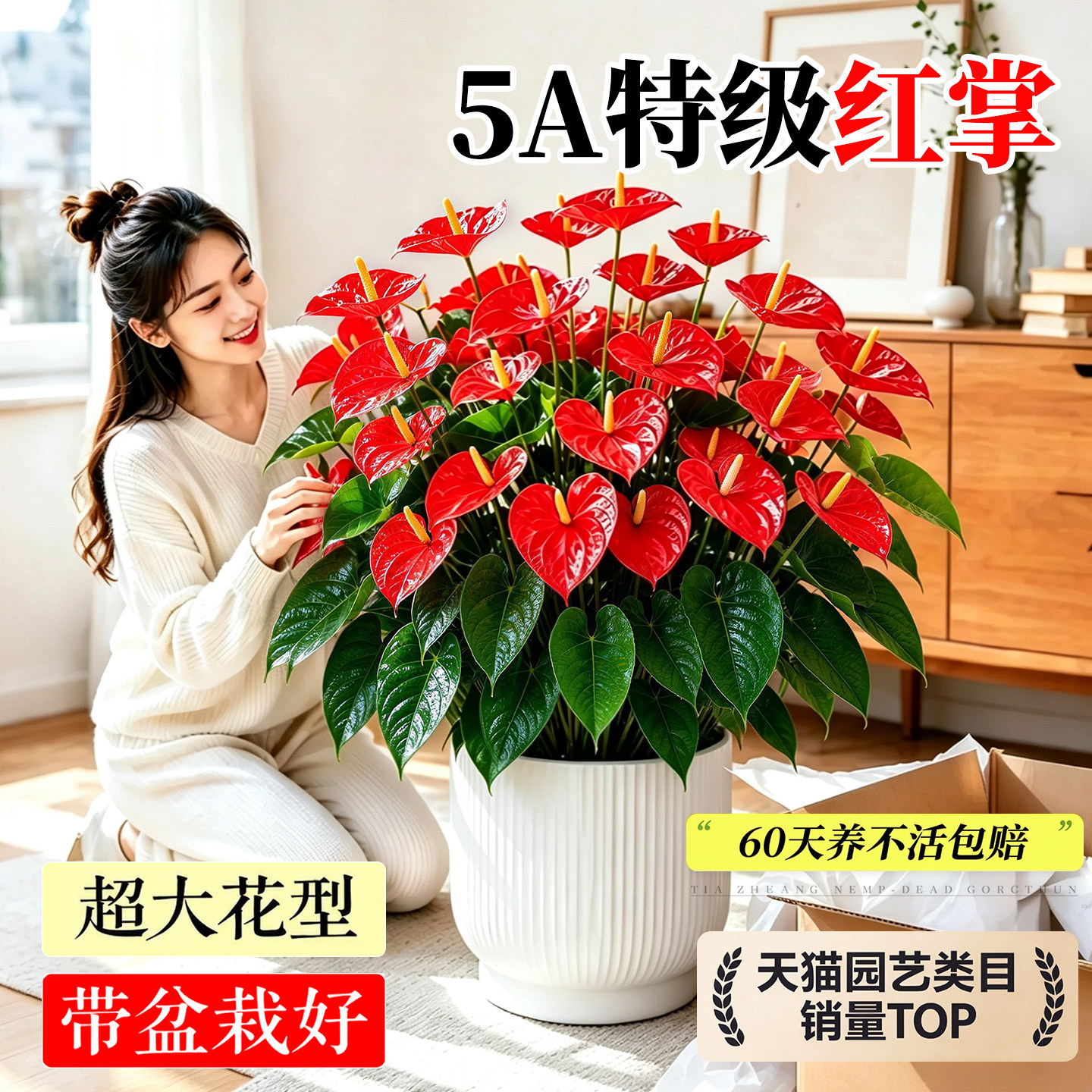 特级红掌盆栽带花发货室内客厅招财绿植四季开花好养净化空气植物