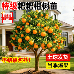 特大春见耙耙柑树苗正宗橘子树果苗沙糖桔粑粑柑丑橘树四季大盆栽