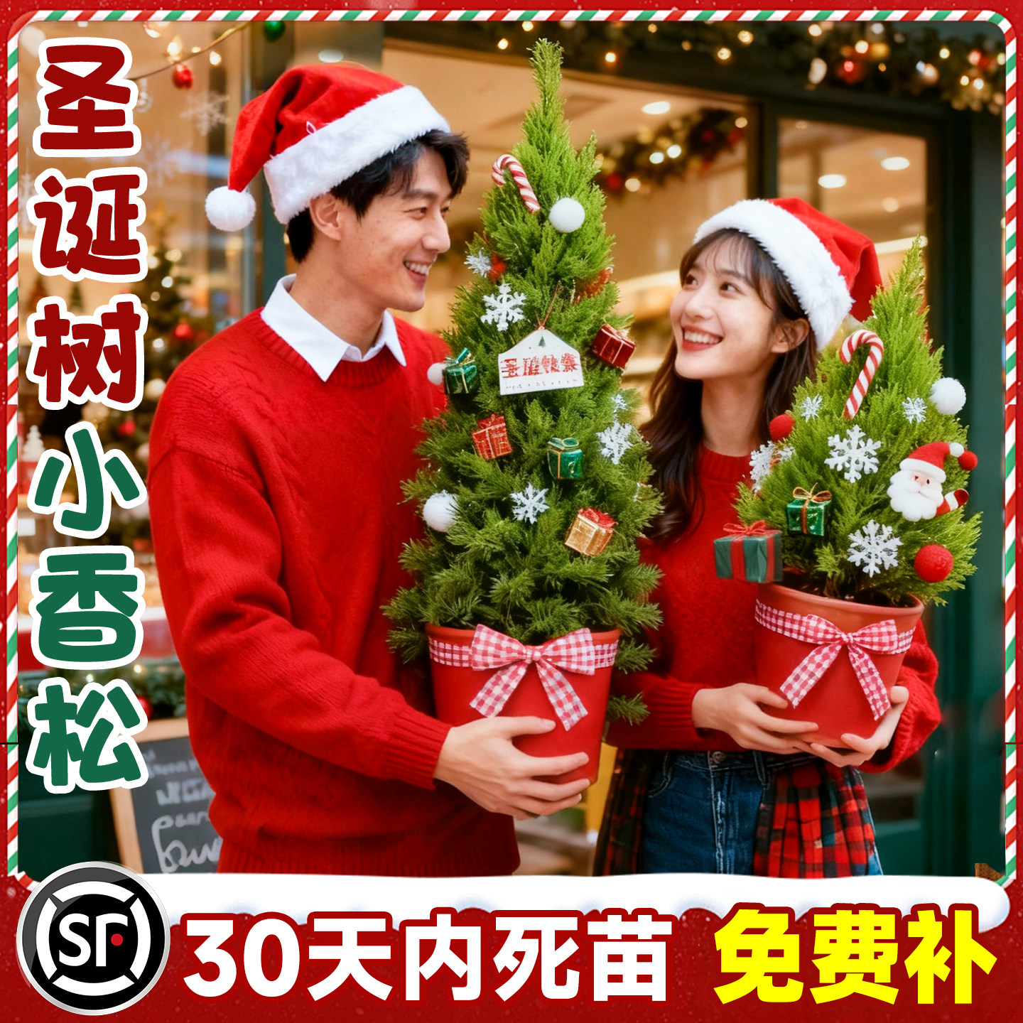 【爆款热销5万+】圣诞树小香松