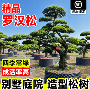 造型罗汉松树苗大树雀舌米叶迎客松老树桩别墅庭院盆栽盆景大树种