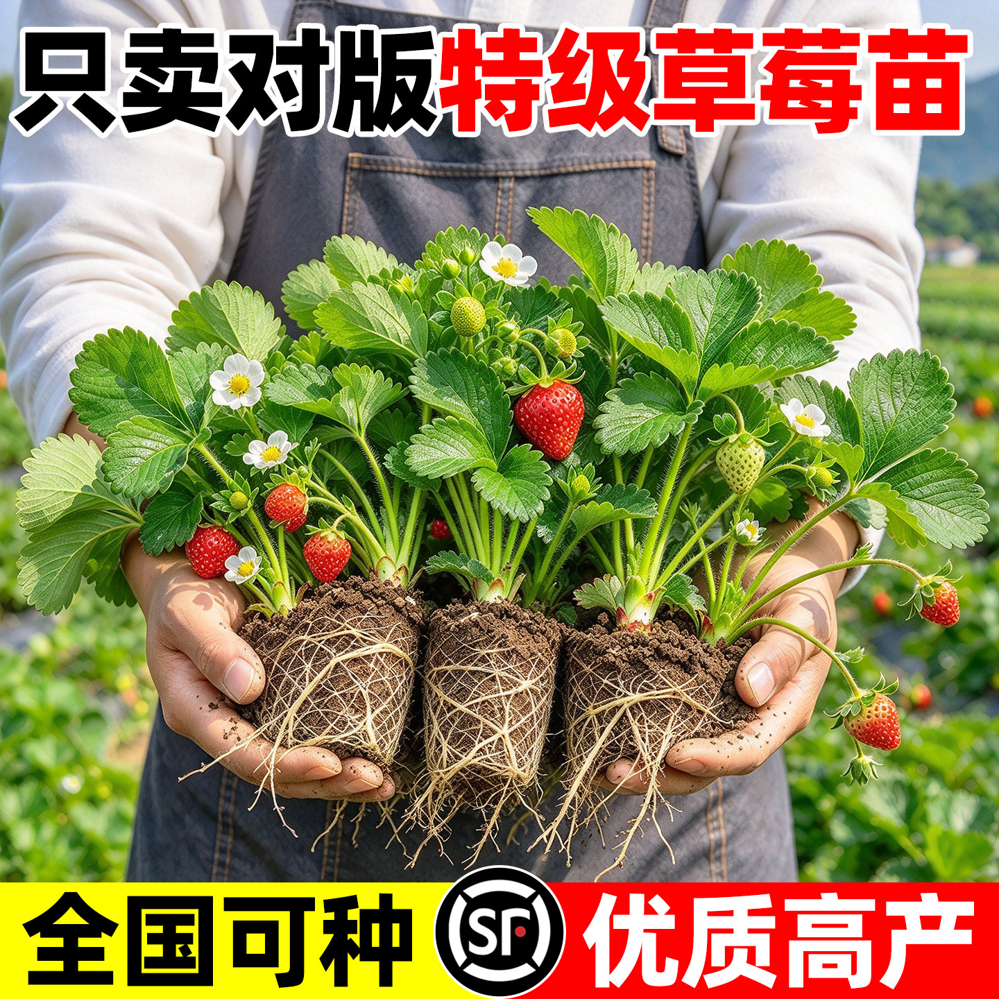 草莓苗秧优质草莓新苗红颜奶油盆栽高产四季结果脱毒穴盘水果树苗