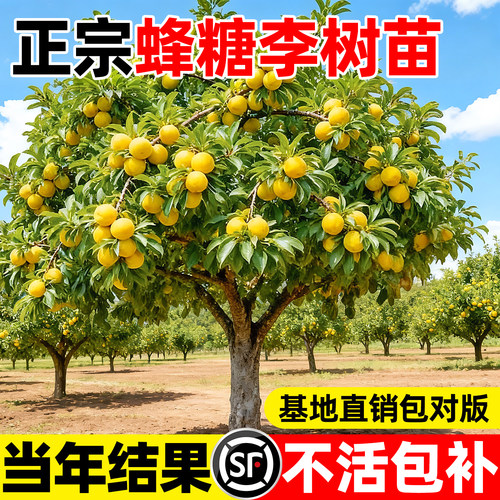【回购榜top】正宗蜂糖李子树苗