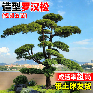 罗汉松庭院造型树盆景迎客松黑松造型树别墅大型日本罗汉松绿树苗