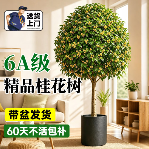 【诚信卖家】浓香室内大桂花盆栽