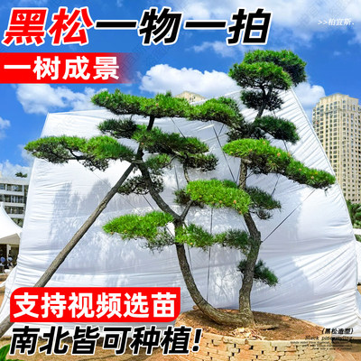 【热销榜top产品】黑松造型树
