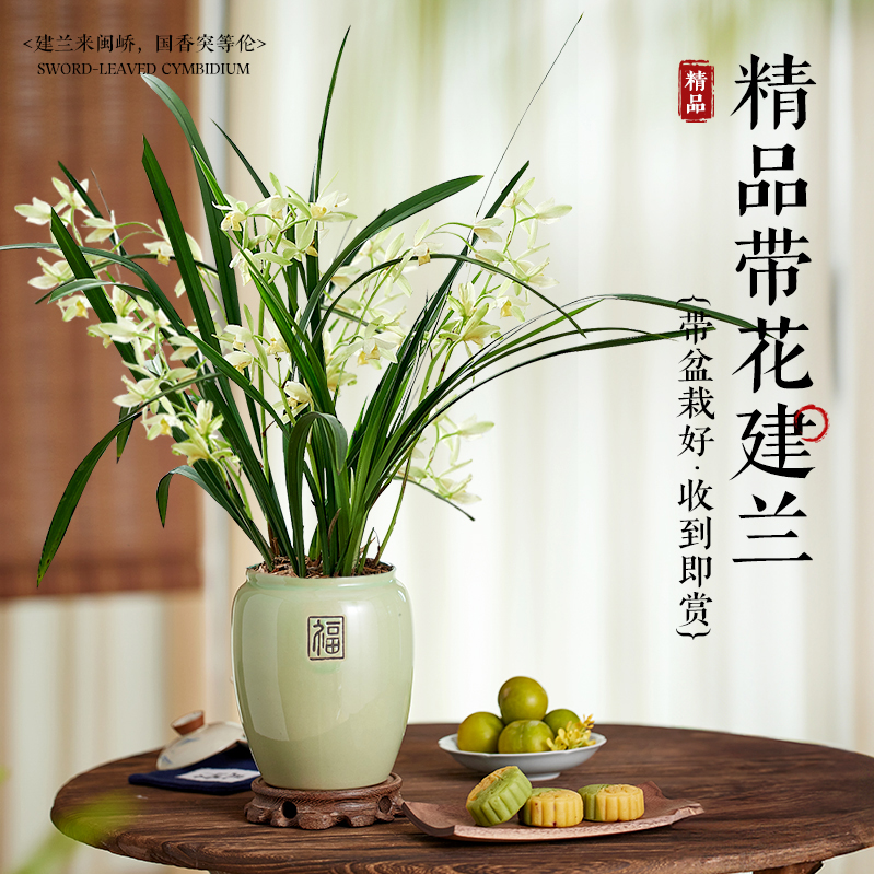 锦圃建兰美观趣味净化空气