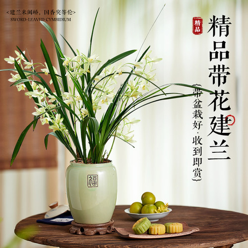 锦圃建兰美观趣味净化空气