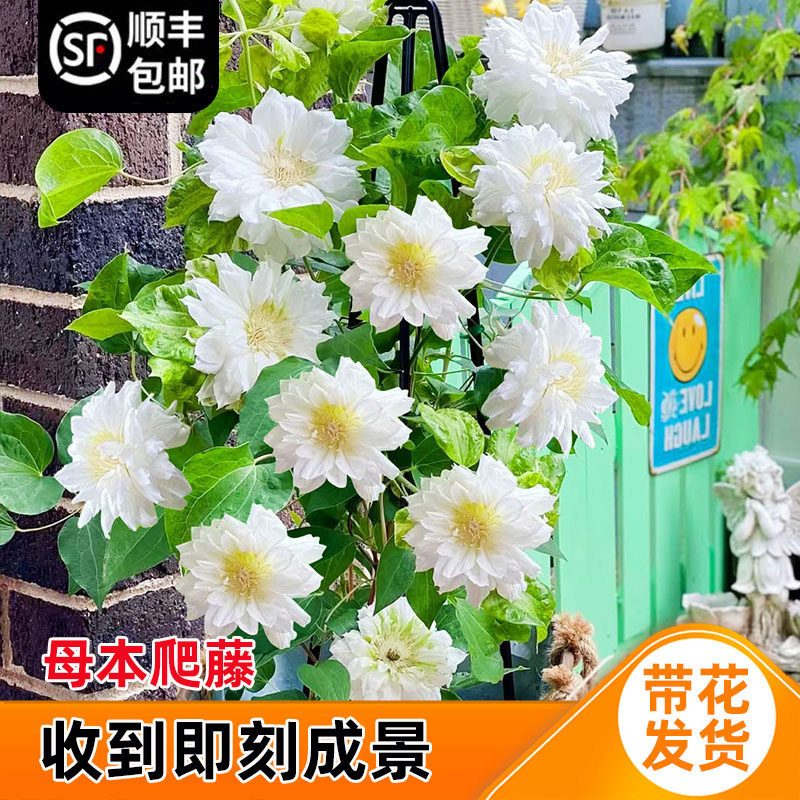 爱丁堡公爵夫人铁线莲花小苗盆栽早花阳台垂吊花卉爬墙易活绿植物