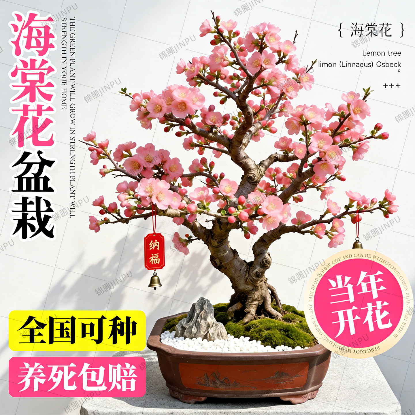 海棠花盆栽四季真西府海棠垂丝树苗庭院多花地栽花卉花园盆景老桩