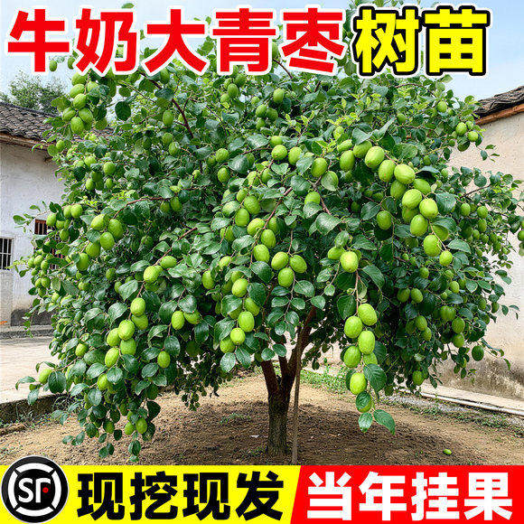 青枣树苗大枣超甜特大号带土球沾化冬枣南北方种植嫁接果树苗盆栽