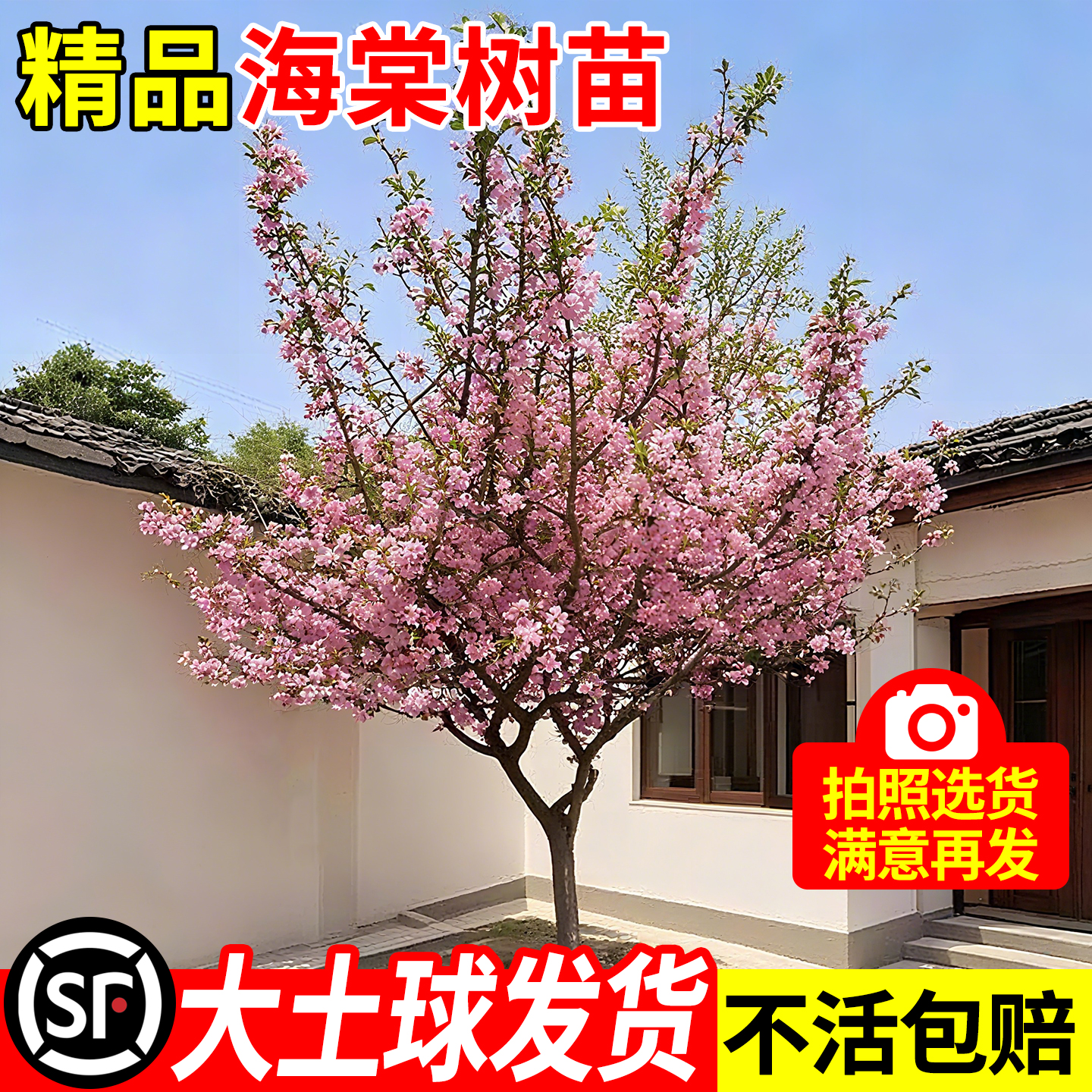 西府海棠树苗庭院高杆大树