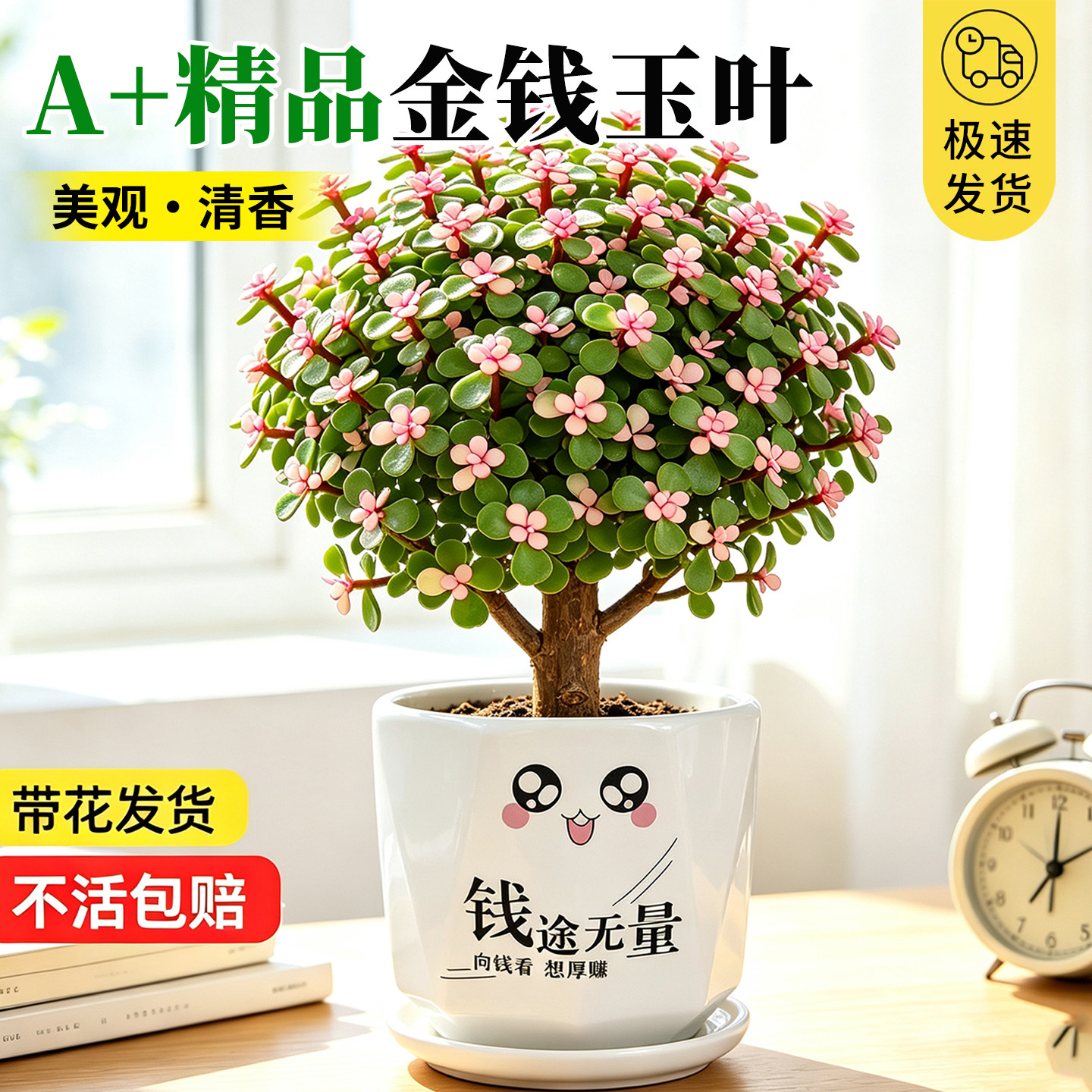 【全网热卖】金枝玉叶老桩图片