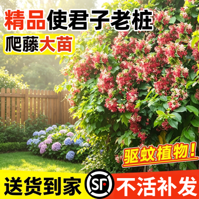 【热销榜top】精品使君子老桩