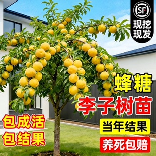 正宗蜂糖李子果树苗贵州嫁接脆甜三华李子庭院阳台盆栽四季易成活