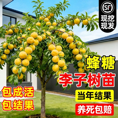 正宗特大蜂糖李子果树苗终身对版