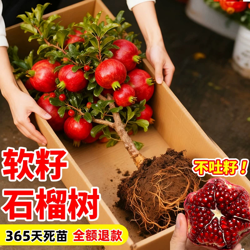 突尼斯软籽石榴树苗正宗嫁接蒙阳红庭院大果树南北方种植当年结果