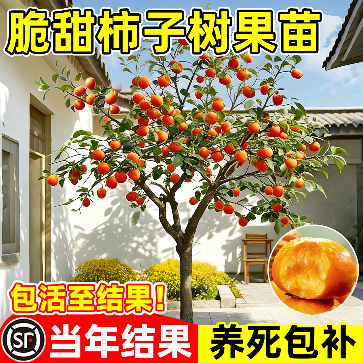 【热销榜top产品】柿子树苗