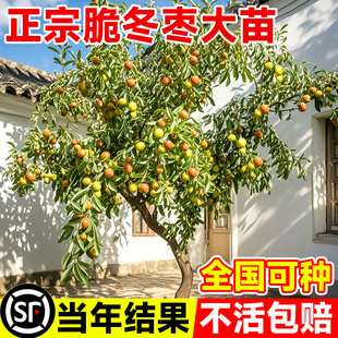 枣树活苗大枣带土球南北方沾化冬枣大树庭院矮化嫁接苗超甜特大号
