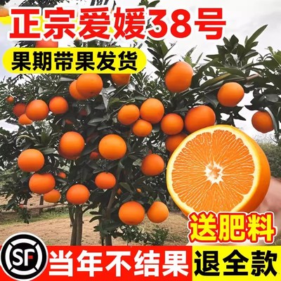正宗爱媛38号砂糖橘子树苗脆皮金桔树盆栽四季春见耙耙柑果树果苗