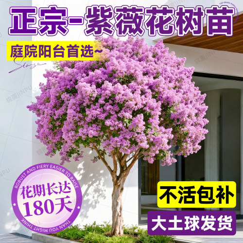 紫薇花树苗盆栽百日红老桩