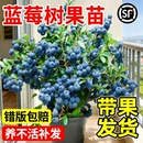 蓝莓树果苗盆栽带果特大号果树苗室内阳台庭院地栽南北方四季 种植
