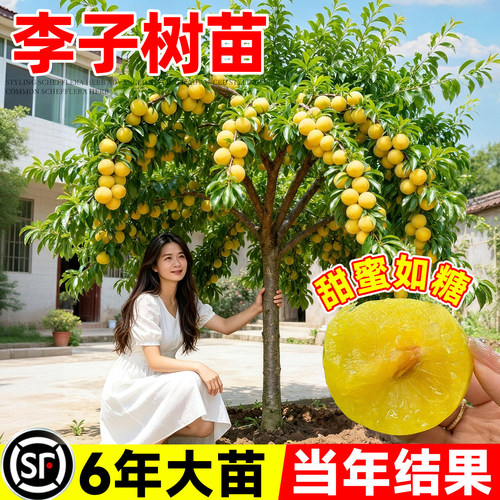 【全网热卖5万+】李子树苗