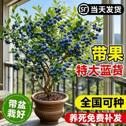 【已加购10+万人】蓝莓树苗带果