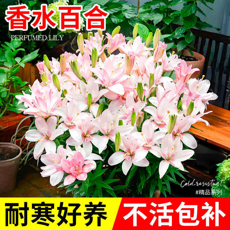 【热销榜top】香水百合种球