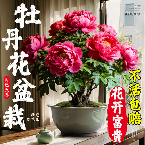 【热销爆款】正宗洛阳牡丹花苗