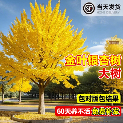 银杏树苗早金叶庭院别墅风景大树