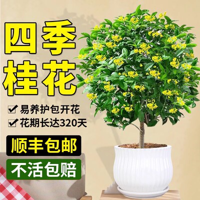 金桂桂花树苗四季桂盆栽四季常青
