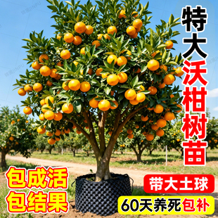 广西沃柑树苗嫁接特大果无核南北方种植正宗耙耙柑沙糖橘桔子果树