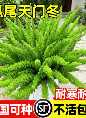 狐尾天门冬盆栽绿植地栽大苗花卉室外庭院阳台植物四季绿植造景