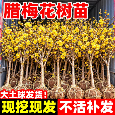 耐寒素心腊梅树苗浓香庭院地栽