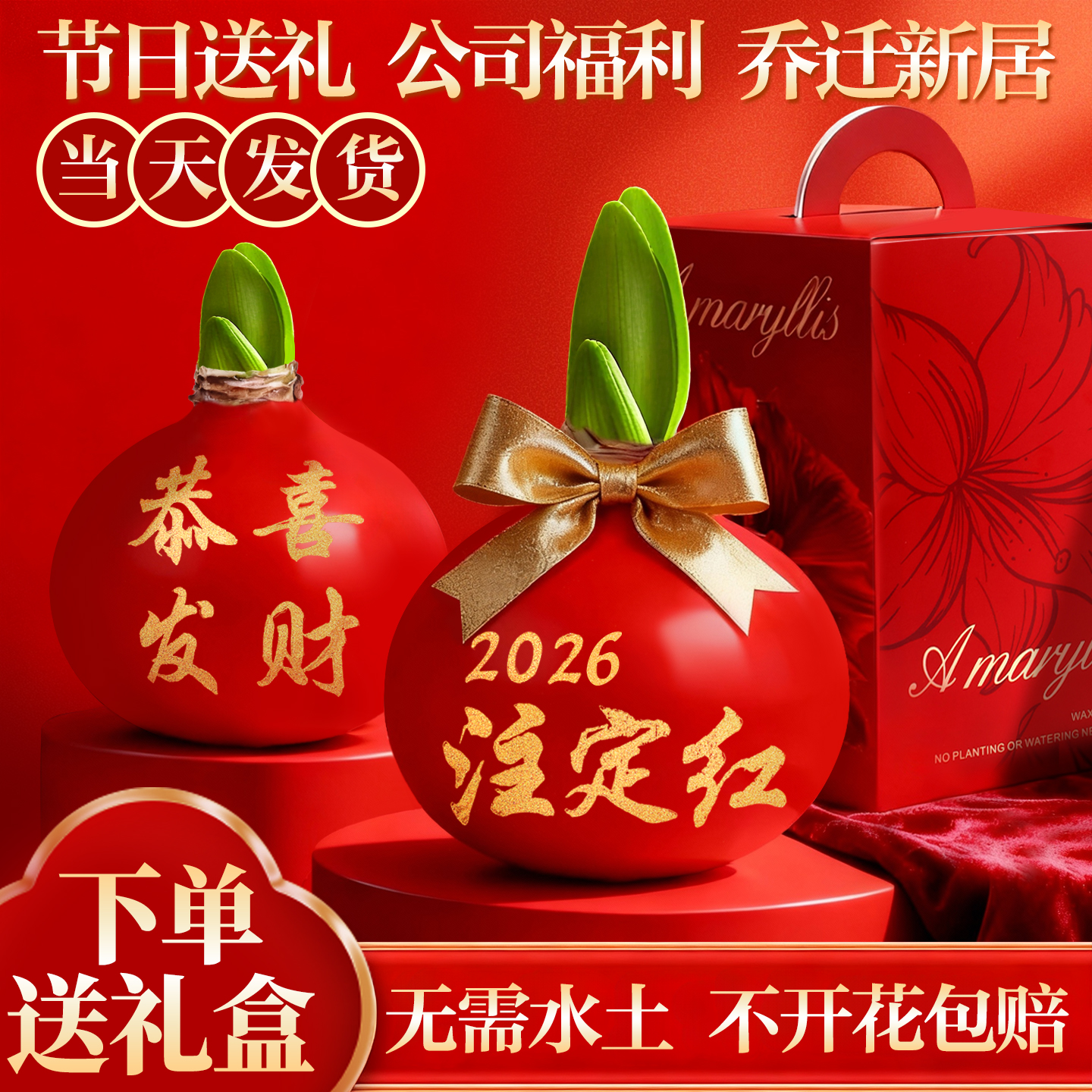 进口蜡封朱顶红种球重瓣大蜡球