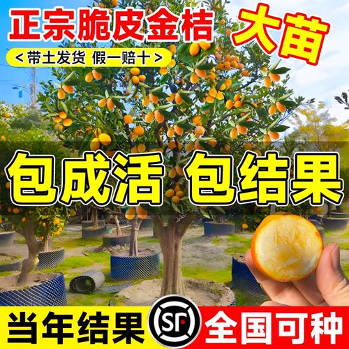 正宗广西脆皮金桔树树苗带果发当年结果橘子树南北方盆栽庭院地栽