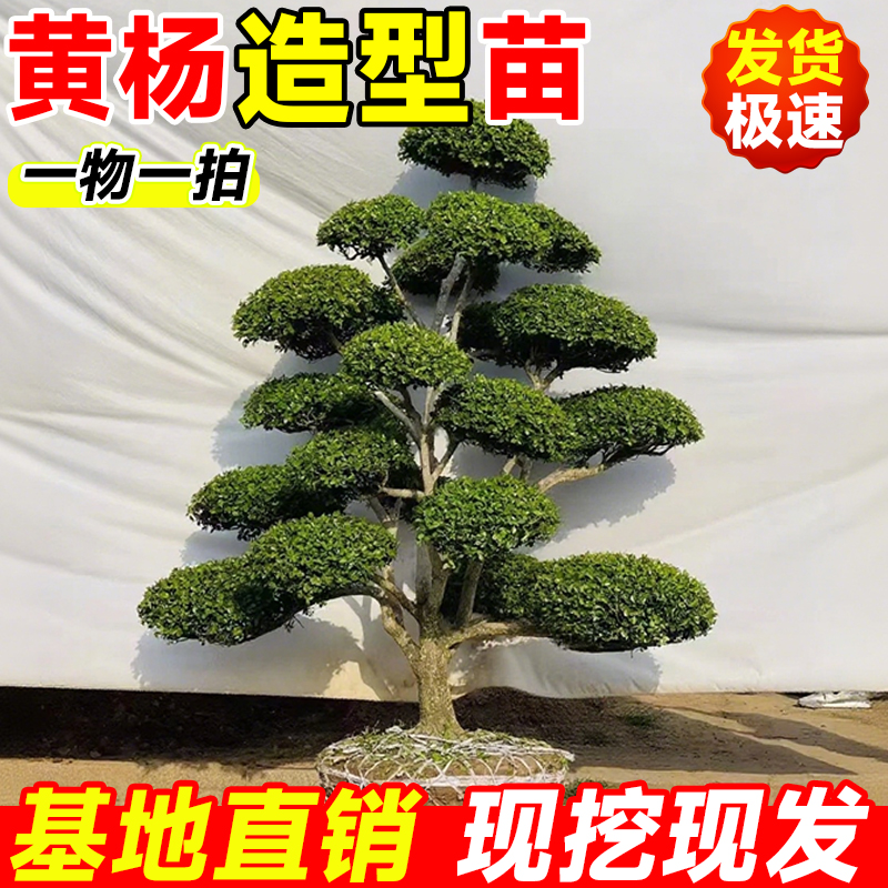 【爆款热销1万+】黄杨造型树盆景