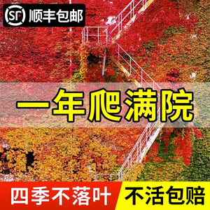 爬山虎爬藤植物四季花苗三叶五叶庭院四季不落叶爬山虎树苗绿植花