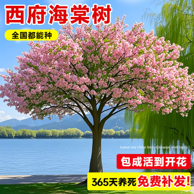 海棠树苗高杆西府垂丝海棠花大型