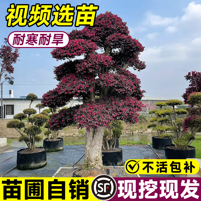 【热销1万+】红花继木造型树