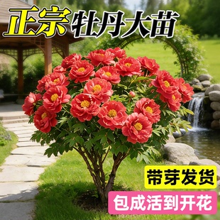 牡丹花大苗盆栽带芽观赏重瓣特大牡丹芍药树苗四季花卉庭院老桩树