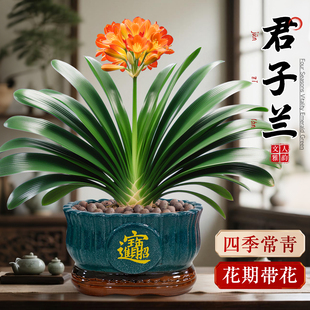 特级君子兰盆栽带花苞国宝级名贵绿植室内桌面绿植花卉四季好养活