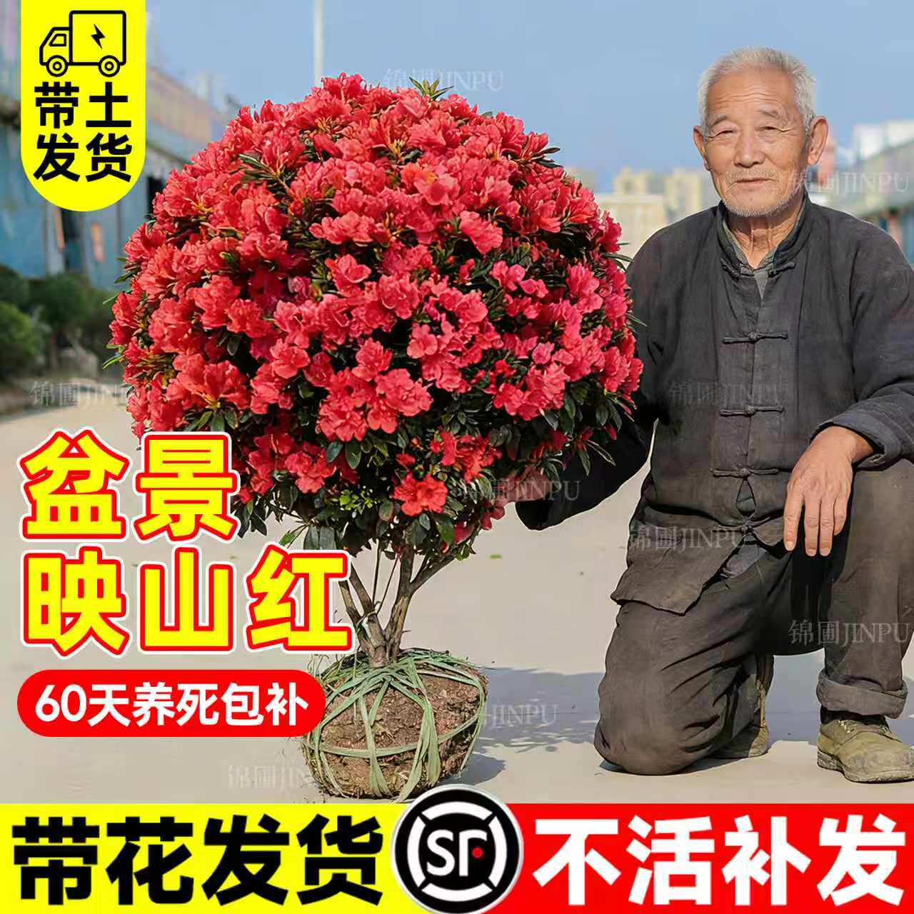 映山红盆栽盆景老桩庭院四季花卉耐寒杜鹃花带花苞南北方地栽树苗,鲜花速递/花卉仿真/绿植园艺,绣球/木绣球/木本植物,淘宝优惠券,粉丝福利购,淘宝优惠卷