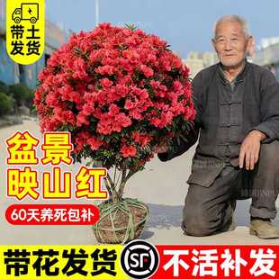 映山红盆栽盆景老桩庭院四季花卉耐寒杜鹃花带花苞南北方地栽树苗